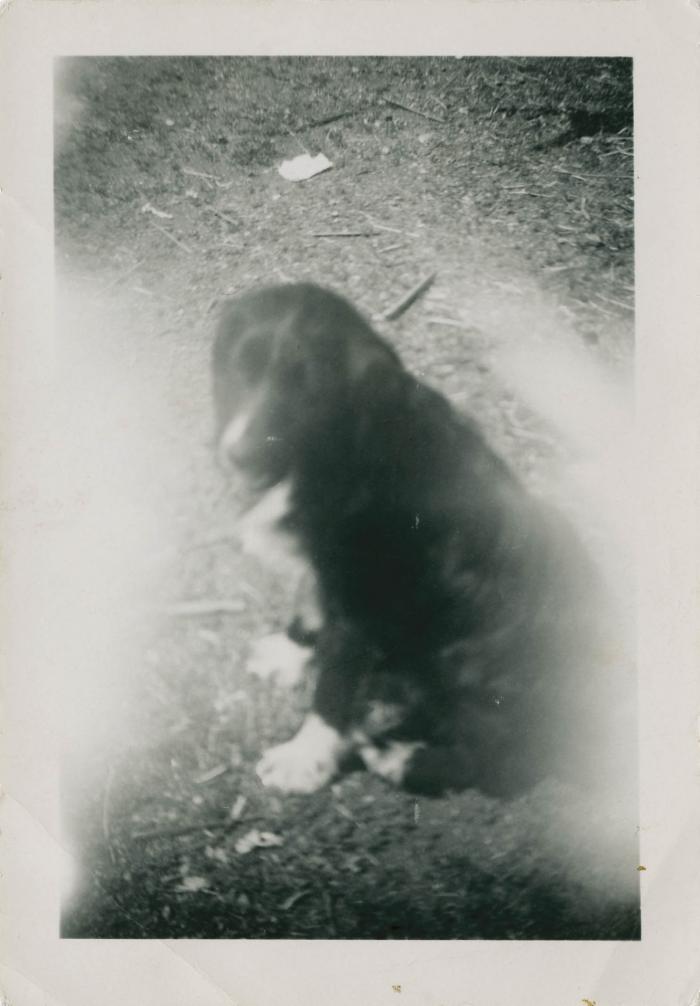 [Dog sitting outside]