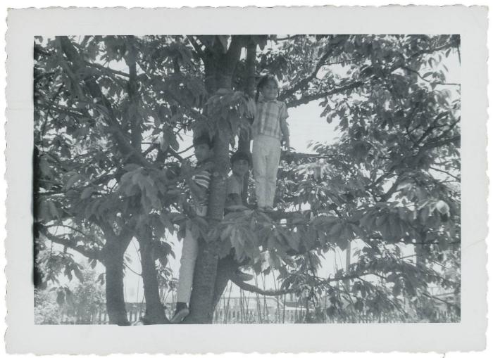 [Photo of Gurmail Singh Gill[?] and his siblings on a tree]